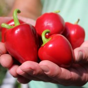 30 Samen große rote Paprika...super lecker süß und saftig