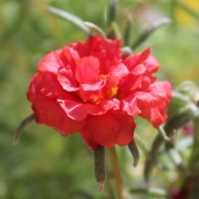 Portulakröschen Red (Samen)