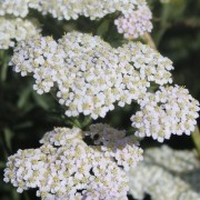 Schafgarbe Wildform (Samen)