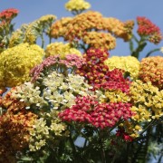 Schafgarbe Colorado (Samen)