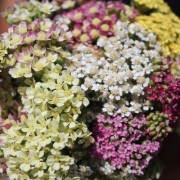 Schafgarbe Summer Pastels (Samen)