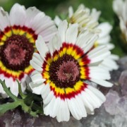 Sommermargerite Cockade (Samen)