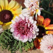 Neu! Sommermargerite Dunnetti Mix (Samen)