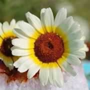 Sommermargerite Eastern Star (Samen)