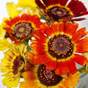 Sommermargerite Flame Shades (Samen)