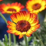 Sommermargerite German Flag (Samen)