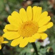 Sommermargerite Gloria (Samen)