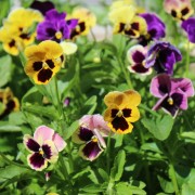 Stiefmütterchen Florist Mix (Samen)