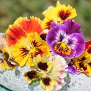 Stiefmütterchen Rococo Mix (Samen)