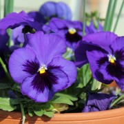 Stiefmütterchen Alpensee (Samen)