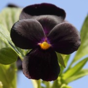 Stiefmütterchen Black King (Samen)