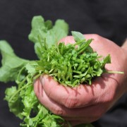 Stielmus Grelos de Santiago (Samen)