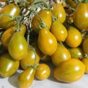 Neu! Tomate Amber Keyes (Multiflora) (Samen)
