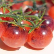 Tomate Antho violettrot  (Samen)