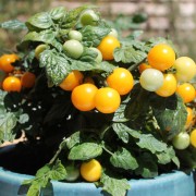 Neu! Tomate Aztek (Zwergtomate) (Samen)