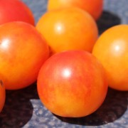 dunkle 30 Samen verschiedene Party Mini- Mix Tomaten...gelb orange rot