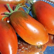 Tomate Black Icicle (Samen)