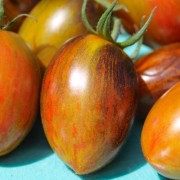 Tomate Brad’s Atomic Grape (Samen)