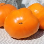 Beauty King gelb-rot-orange geflammte Tomate absolute Liebhabersorte aus den USA