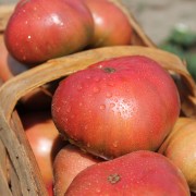 Tomate Cherokee Purple (Samen)