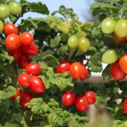 Tomate Curley Kaley (Zwergtomate) (Samen)