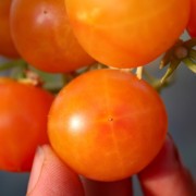 Tomate Da Clara  (Samen)