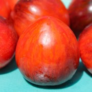 Tomate Damascus Steel (Samen)