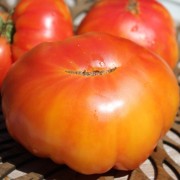 Tomate Dwarf Caitydid (Buschtomate) (Samen)