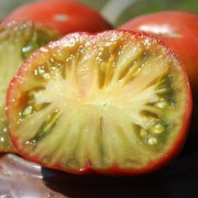 Tomate Dwarf Copperhead (Buschtomate) (Samen)