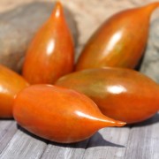 Neu! Tomate Emalia (Buschtomate) (Samen)