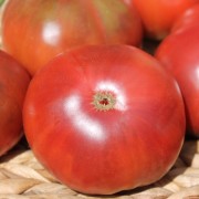 Tomate Faelan’s First (panaschiert) (Samen)