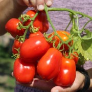 Tomate Fiaschetto (Samen)