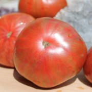 Tomate Fred’s Tie Dye (Dwarf) (Buschtomate) (Samen)