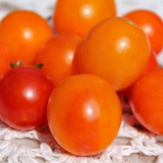 Tomate Gajo de Melon (Pflanze)