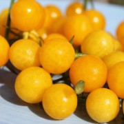 Tomate Golden Currant
