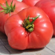 Tomate Grandfather Ashlock (Samen)
