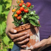 Tomate Micro Tom (Zwergtomate) (Samen)