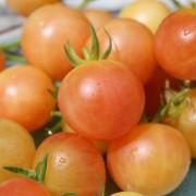Tomate Mirabelle Blanche (Samen)