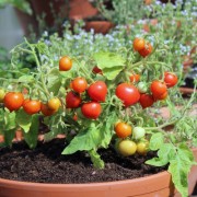 Tomate Nina Neutron Microdwarf (Zwergtomate) (Samen)