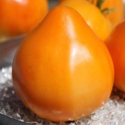 Tomate Oxheart Orange (Samen)