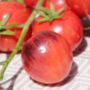 Tomate Painted Pink (Samen)