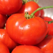 Tomate Pantano Romanesco (Samen)