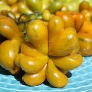 Neu! Tomate Phil’s Two (Samen)