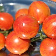 Tomate Pink Bumblebee (Samen)