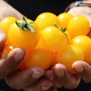 Tomate Shapochka Zheltyy (Zwergtomate) (Samen)