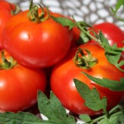 Tomate Silbertanne (Buschtomate) (Samen)