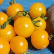 Neu! Tomate Sunviva (Freilandsorte) (Samen)