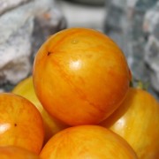 Tomate Tigerette Cherry gelb (Zwergtomate) (Samen)