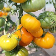 Neu! Tomate Yellowstone (Samen)