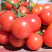 Tomate Madame Cochon (Samen)